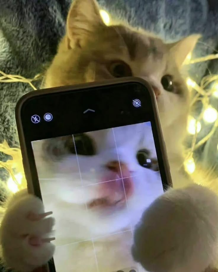 smol silly cat tweet media