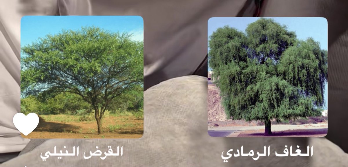 علي tweet media