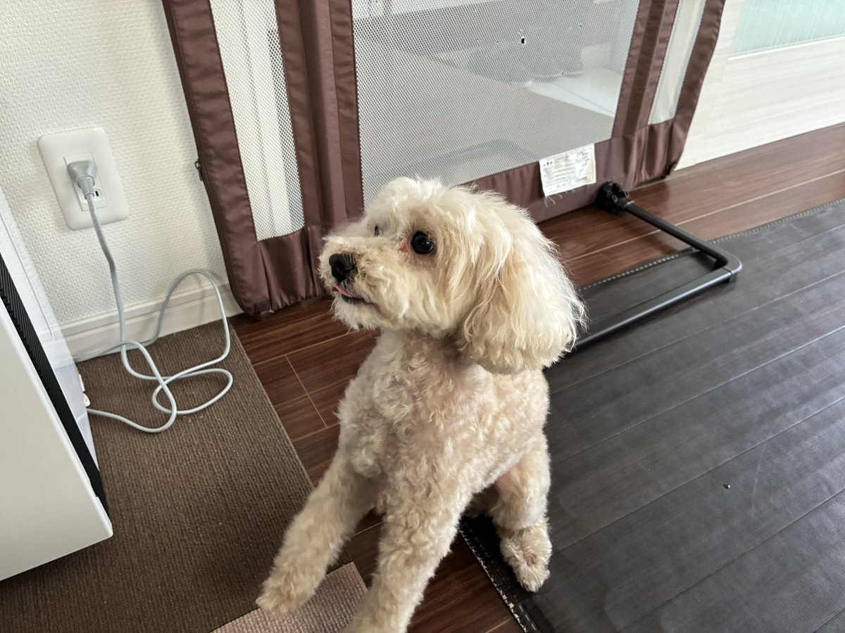 今日戯れてきた兄夫婦の家の犬たち
かわいい