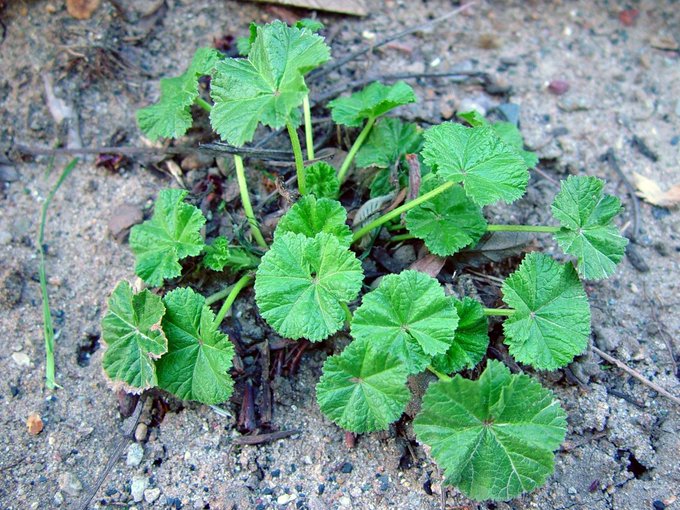 8. Mallow  

Rich in mucilage too (like Plantain)  

It coats and protects your gut lining and soothes inflammation.  

Greeks, Romans, and Middle Eastern cultures ate it during illness.  

Very mild, soft texture when cooked.  

Perfect for soups.