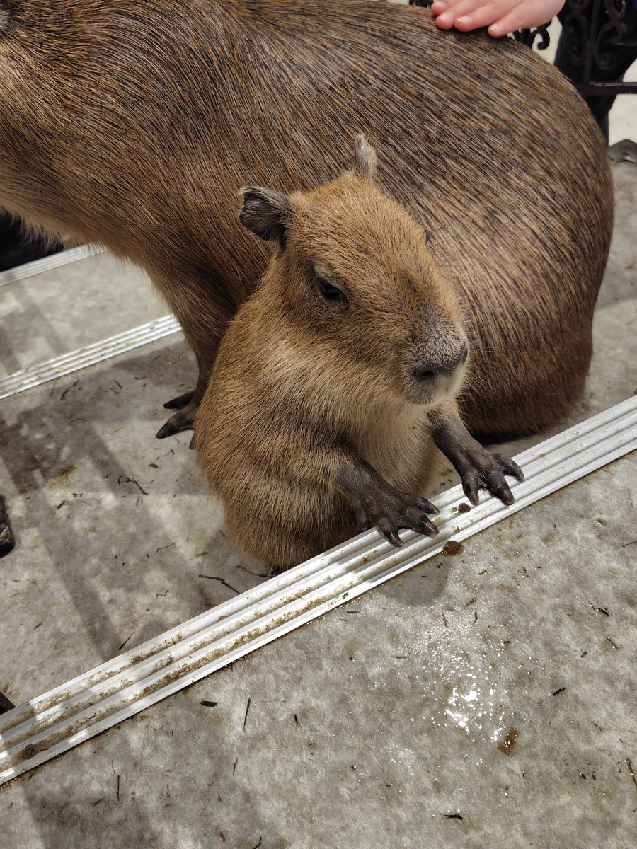 見て見て！ぼく立てるんだよ！ #カピバラ #アニタッチ東京ドームシティ
