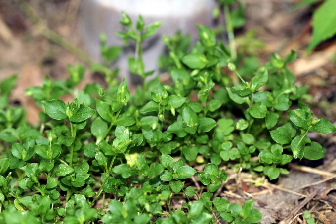 winstonzin's tweet photo. 5. Chickweed  

Great source of vitamin C.  

People used to feed it to kids and the elderly because it's easy on the stomach.  

It grows in spring and tastes great raw in salads. https://t.co/3Z5VipvKJa