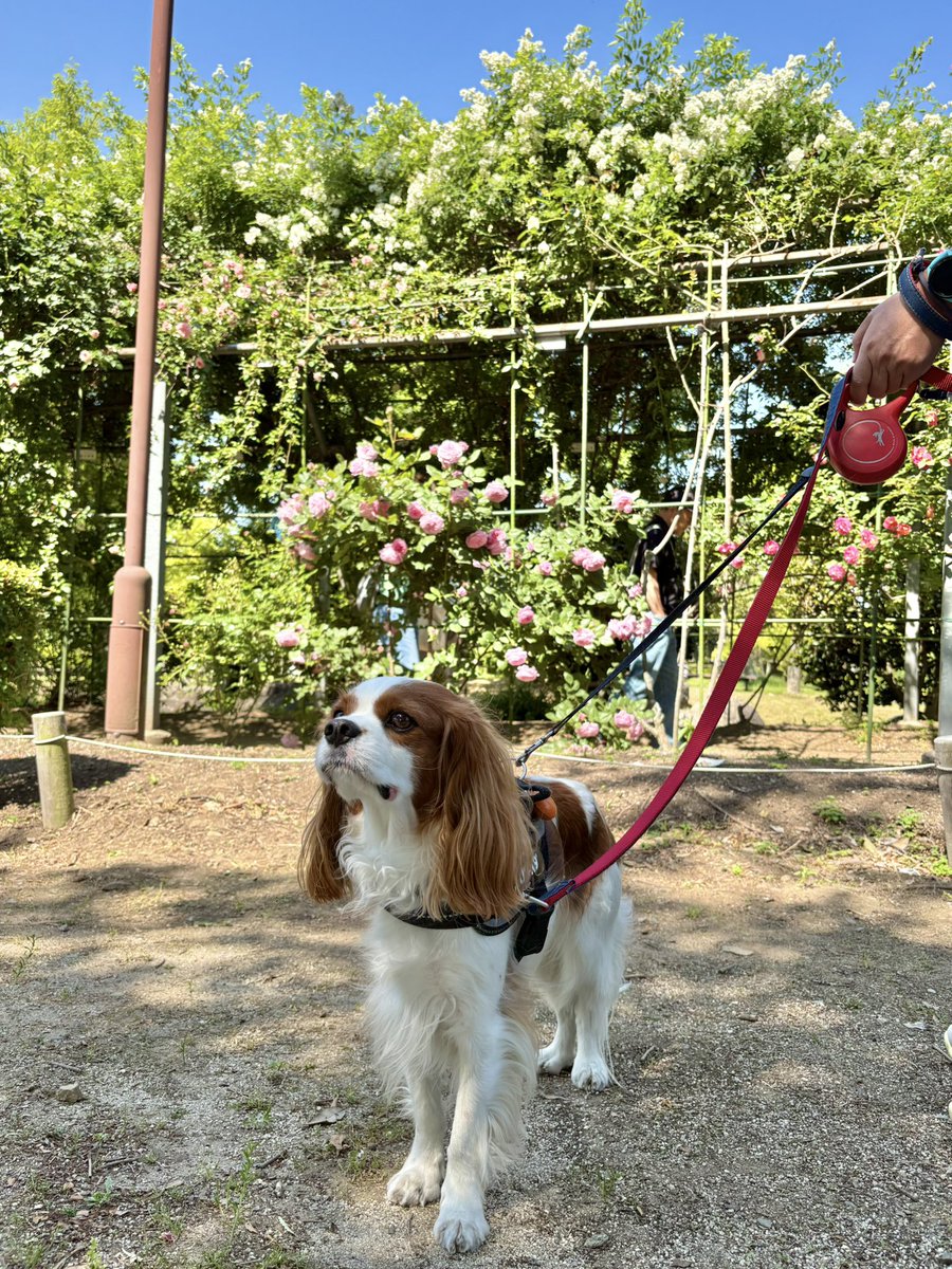 oliver_marimo's tweet photo. 薔薇が綺麗な公園に行きました。
#キャバリア
#犬の居る生活 https://t.co/qtAE7CK7Jv