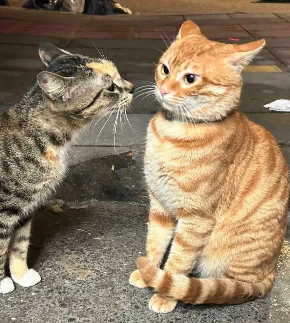 kat.ᐟ tweet media