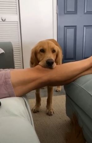 GoldenRatioOTD's tweet photo. 10/5/20 On this day: Guac with 2 legs! https://t.co/LthGnyGREk