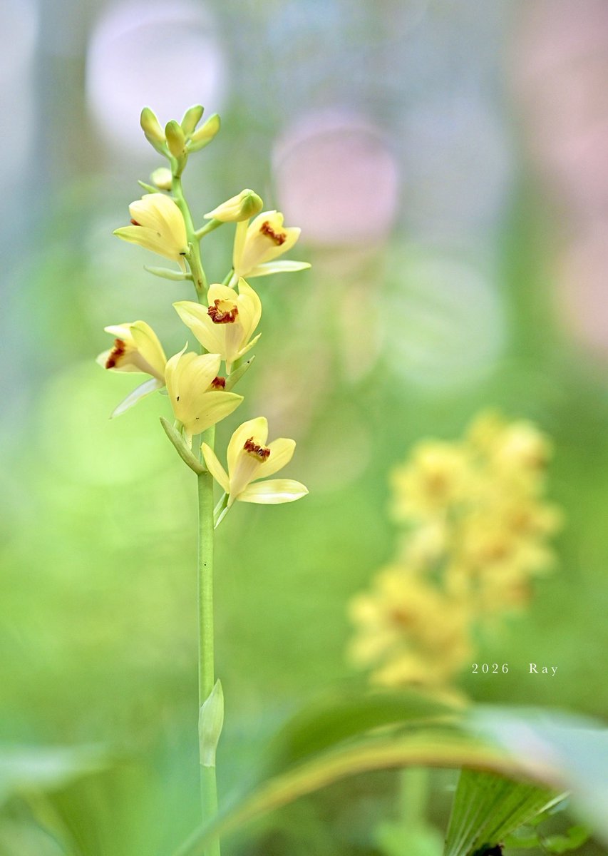 岩石蘭素心花（ガンセキラン） ガンセキラン（岩石蘭）咲き進んでき「5月の花だより」のアルバム
