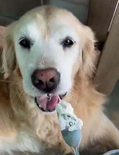 GoldenRatioOTD's tweet photo. 10/5/22 On this day: Chief Brody ate the blind + Hopper ate some ice cream! https://t.co/ZsdaHqfIwu