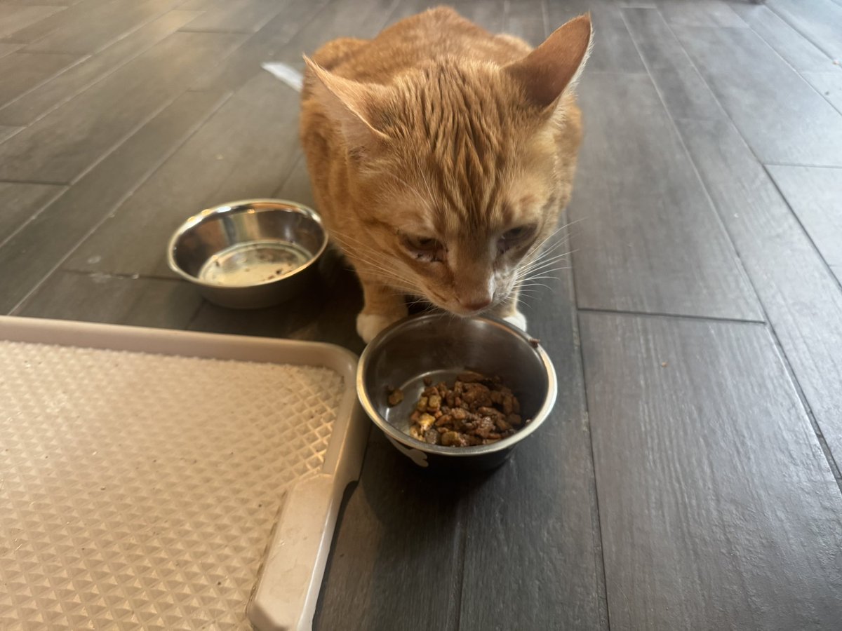 LokiFatAssCat's tweet photo. Having siblings is nice I get to steal their food https://t.co/AQwbRcajmK