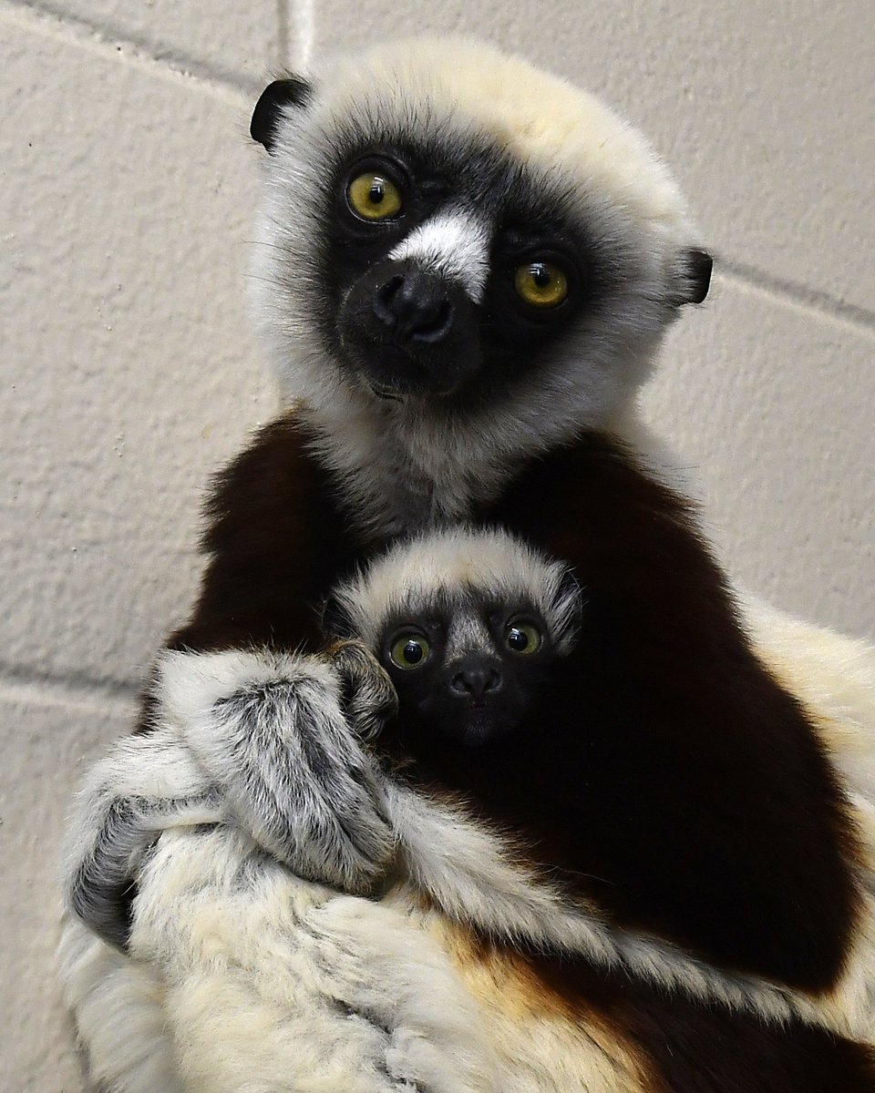DurhamNC's tweet photo. Female lemurs make decisions for their entire troop. 

Happy Mother’s Day to the moms who do it all 👑 

📸: David Haring, Sara Sorraia, Sara Nicholson

@DukeLemurCenter https://t.co/PEkKRiJQJ9