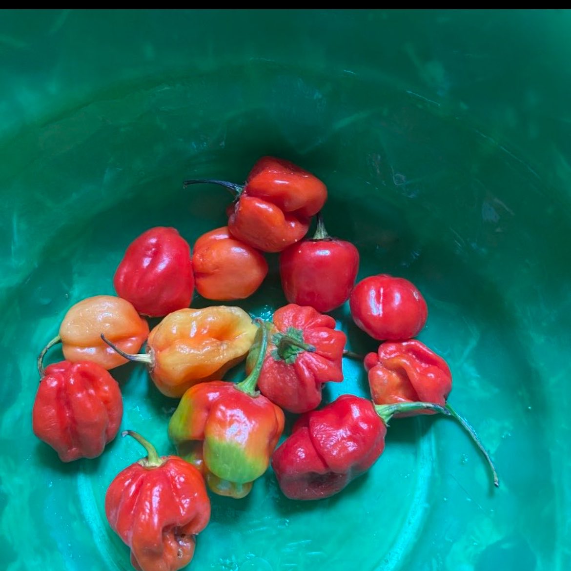Bukolababii's tweet photo. How much is this pepper in your area?? https://t.co/yklmbo8lm3