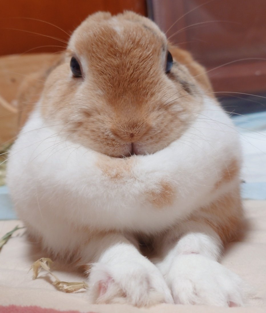 うさぎ #癒し #可愛い #可愛いは正義 #可愛いと思ったらRT #うさぎ好き