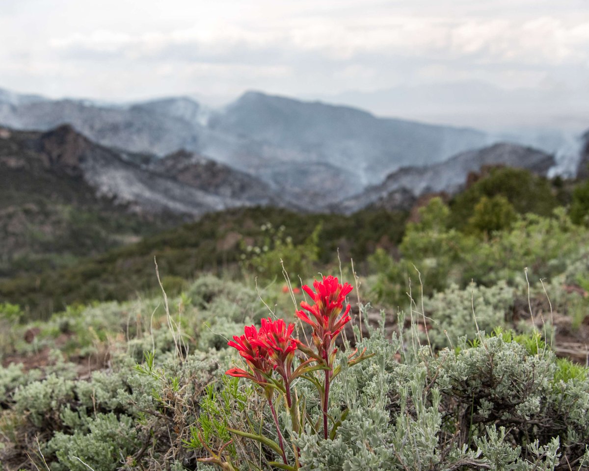 U.S. Wildland Fire Service tweet media