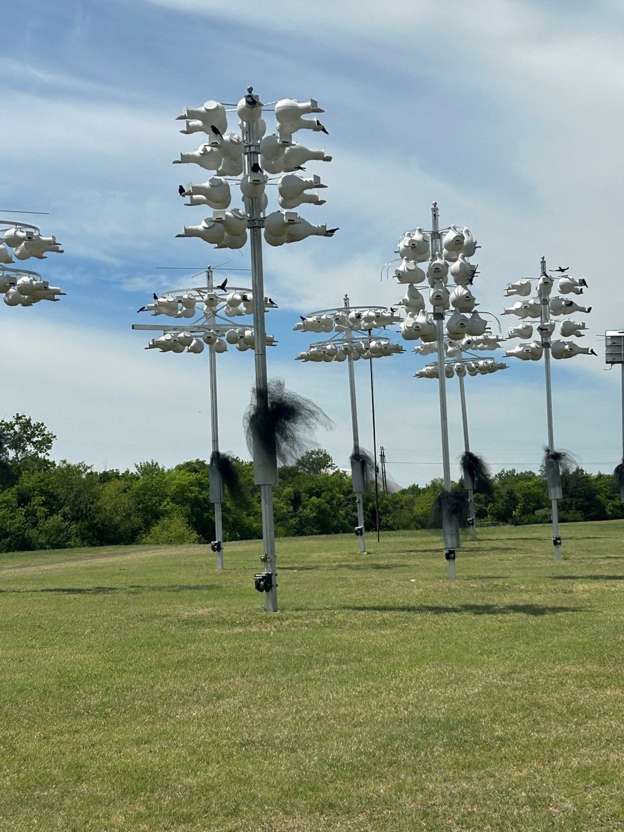 Green Dallas tweet media