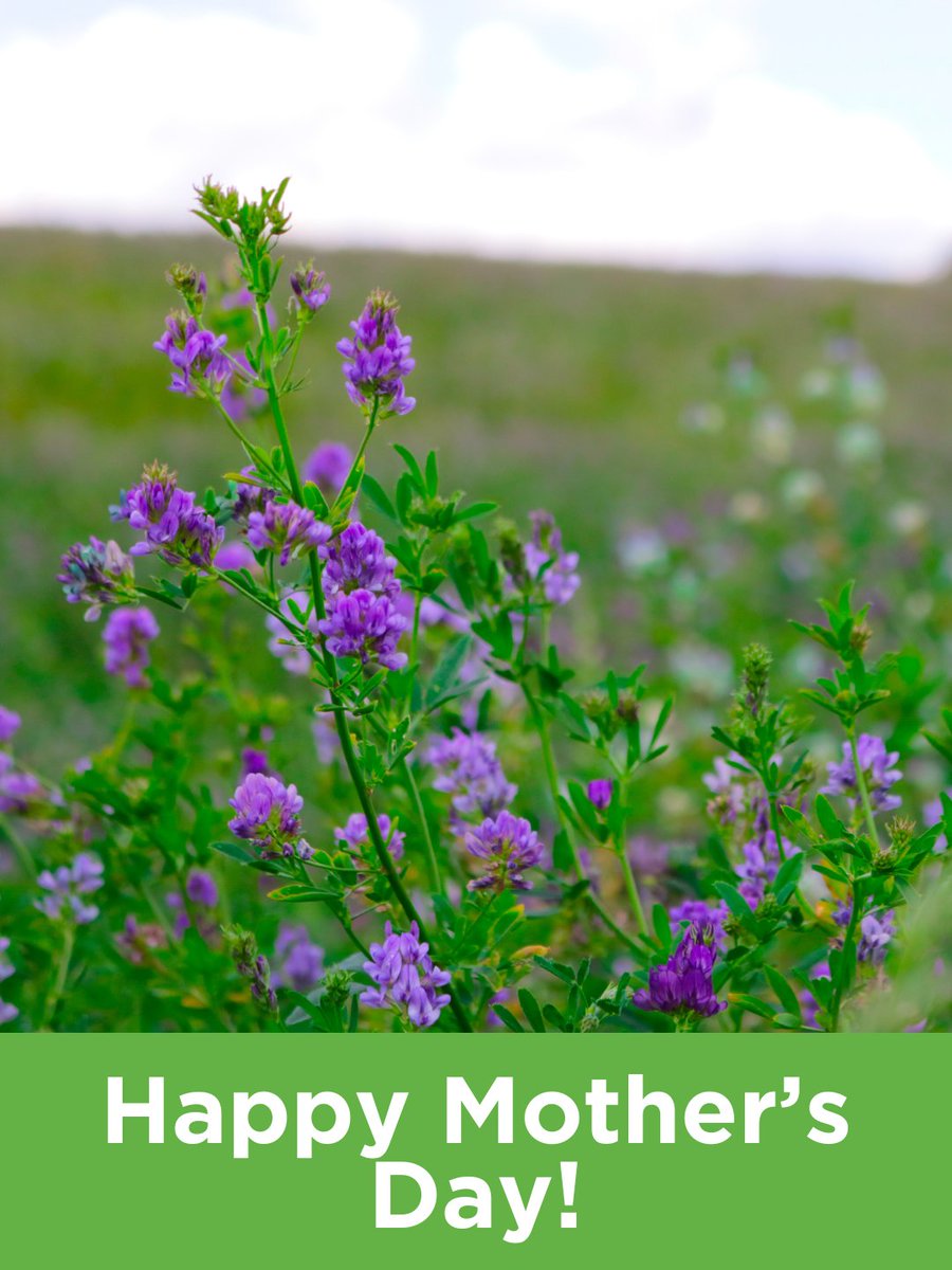 StreamlineAgLLC's tweet photo. Happy Mother's Day from Streamline Ag! We hope all of the mothers out there have a wonderful day spent making memories with family and loved ones! https://t.co/ffOQtD9D9p