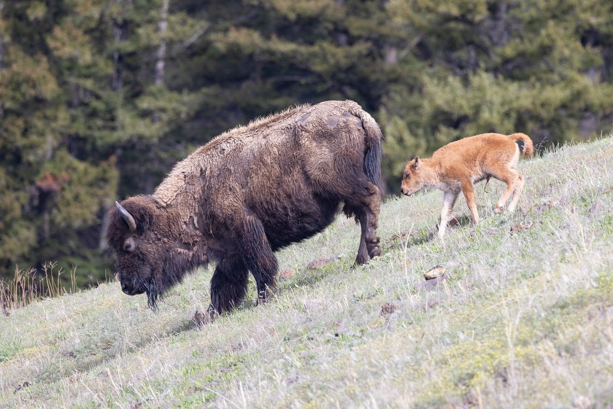 Yellowstone National Park tweet media