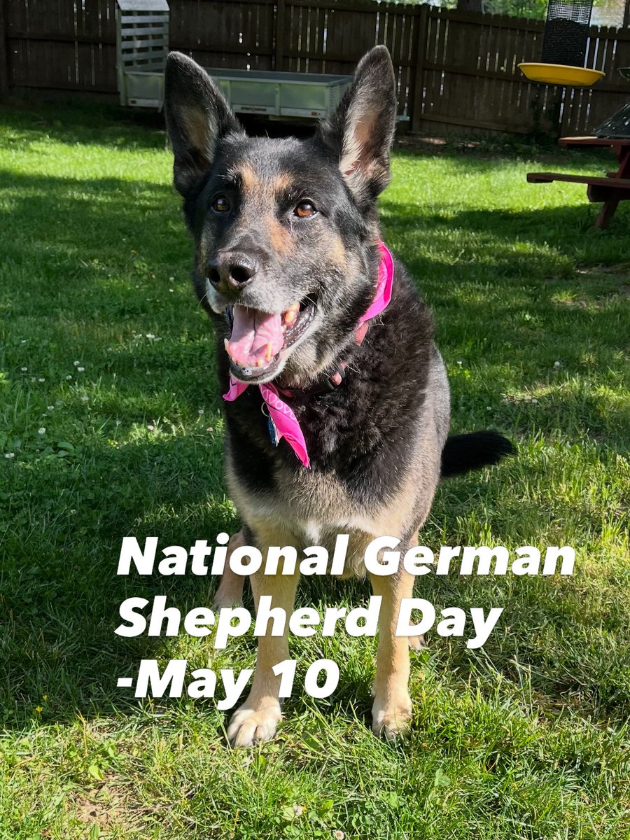 kmeader's tweet photo. #nationalgermanshepherdday https://t.co/QRxupdLjYO