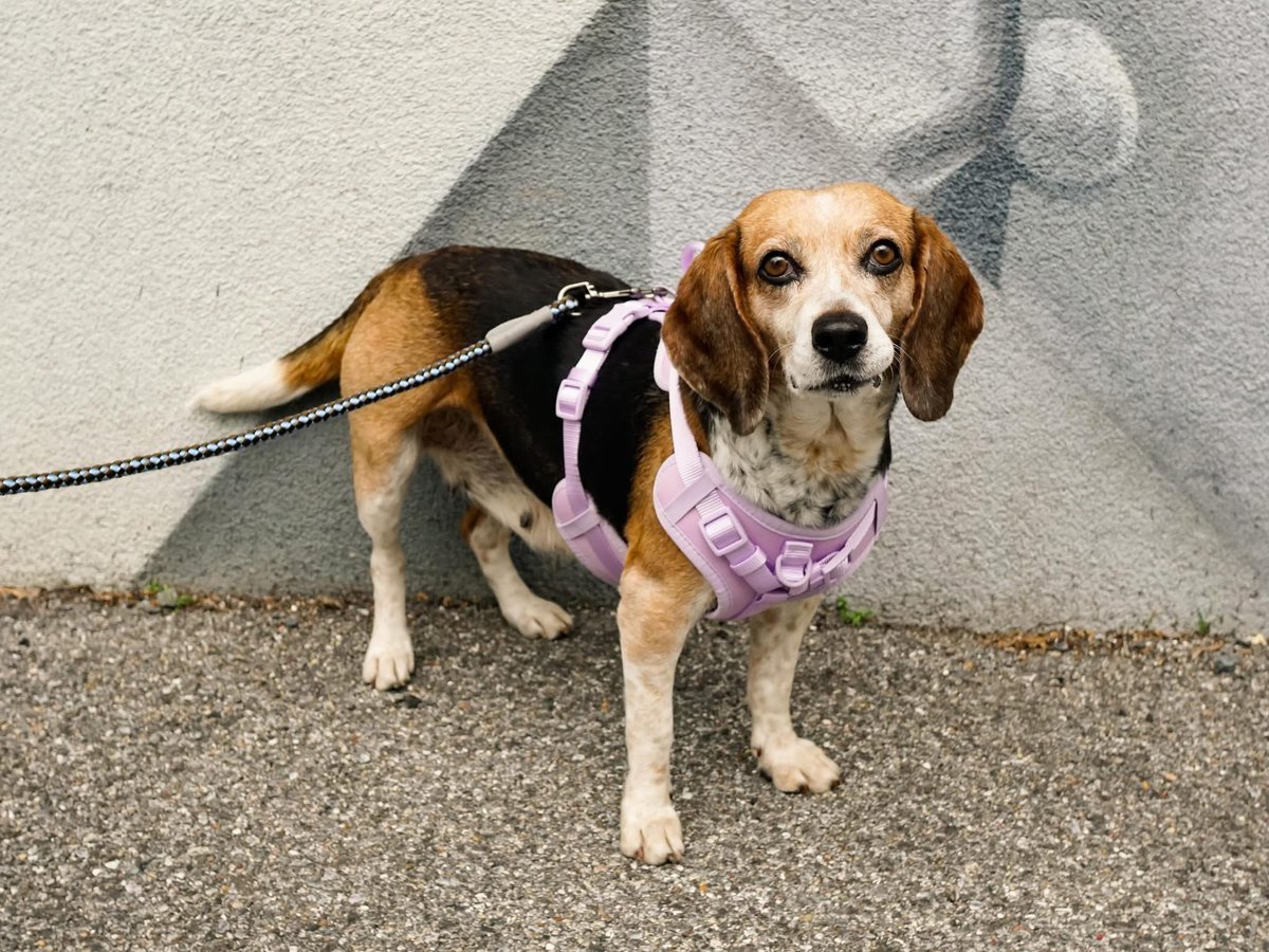 Rescue Dogs Rock, D.C. 🐾🐾🇺🇸 tweet media