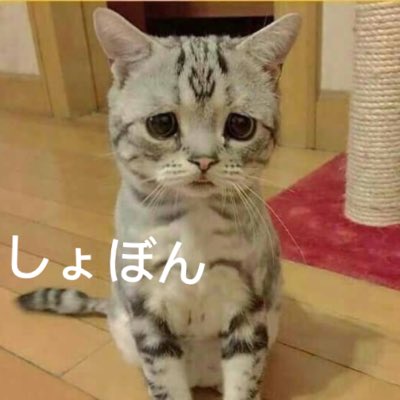 星丸 tweet media