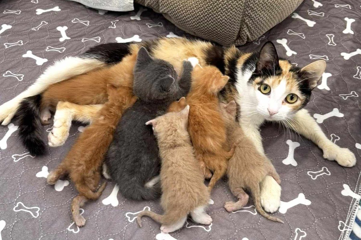 happy meowmies day 🥰