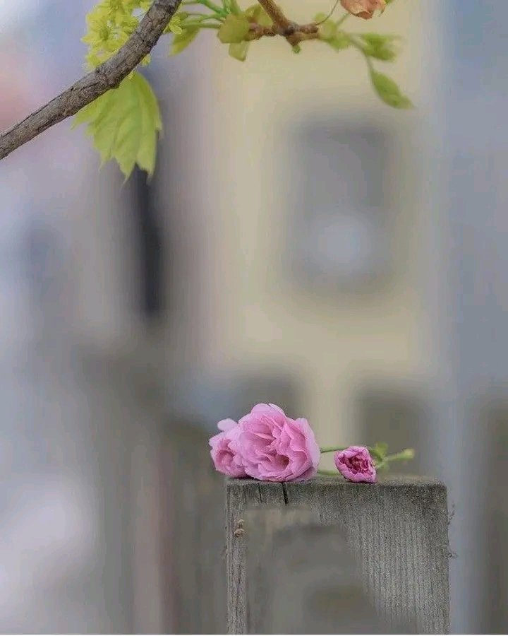 AnnGeo19's tweet photo. Happy Mother’s Day.

To the mothers, grandmothers, aunties, spiritual mothers, caretakers, mentors, and women who mother the world quietly without ever being called “Mom”

You are the first temple.
The first prayer.
May the love you have given return to you as peace. https://t.co/Pp2IY2x6E4