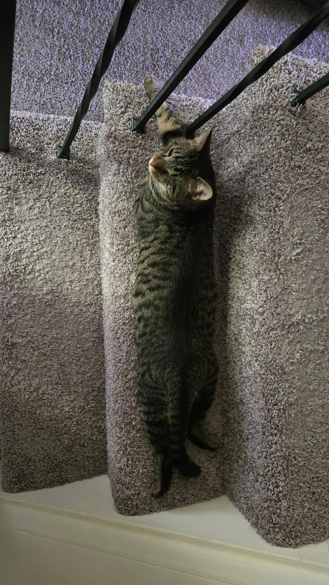 Look how long my cat is.