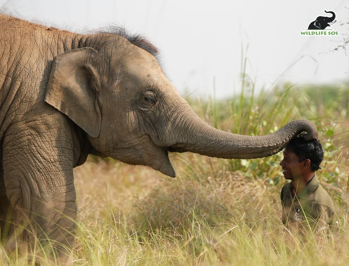 Wildlife SOS tweet media
