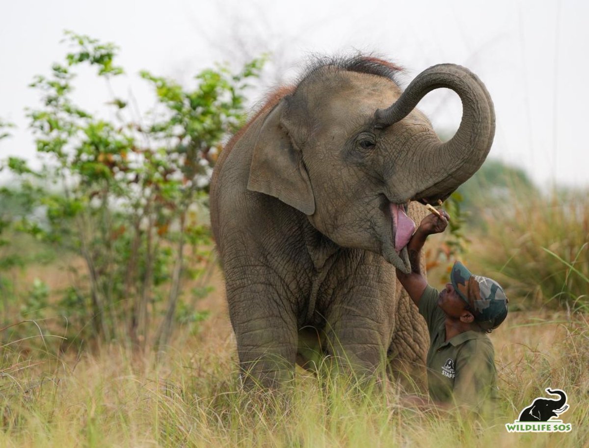 Wildlife SOS tweet media