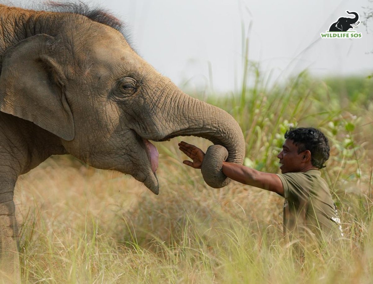 Wildlife SOS tweet media