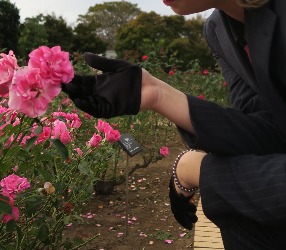ベル薔薇ゾーンがあったけどまだ咲いてなかったから見頃になったらりかねえアクスタ連れていきたいな～。あんなにベル薔薇にちなんだ品種あると思わなんだ。
私の推し、バラ似合う人多すぎ。