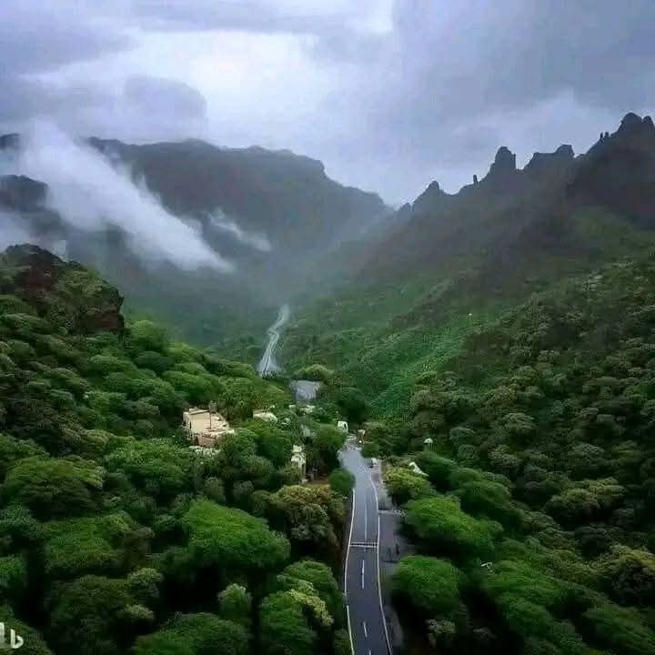 محمد المسوري tweet media