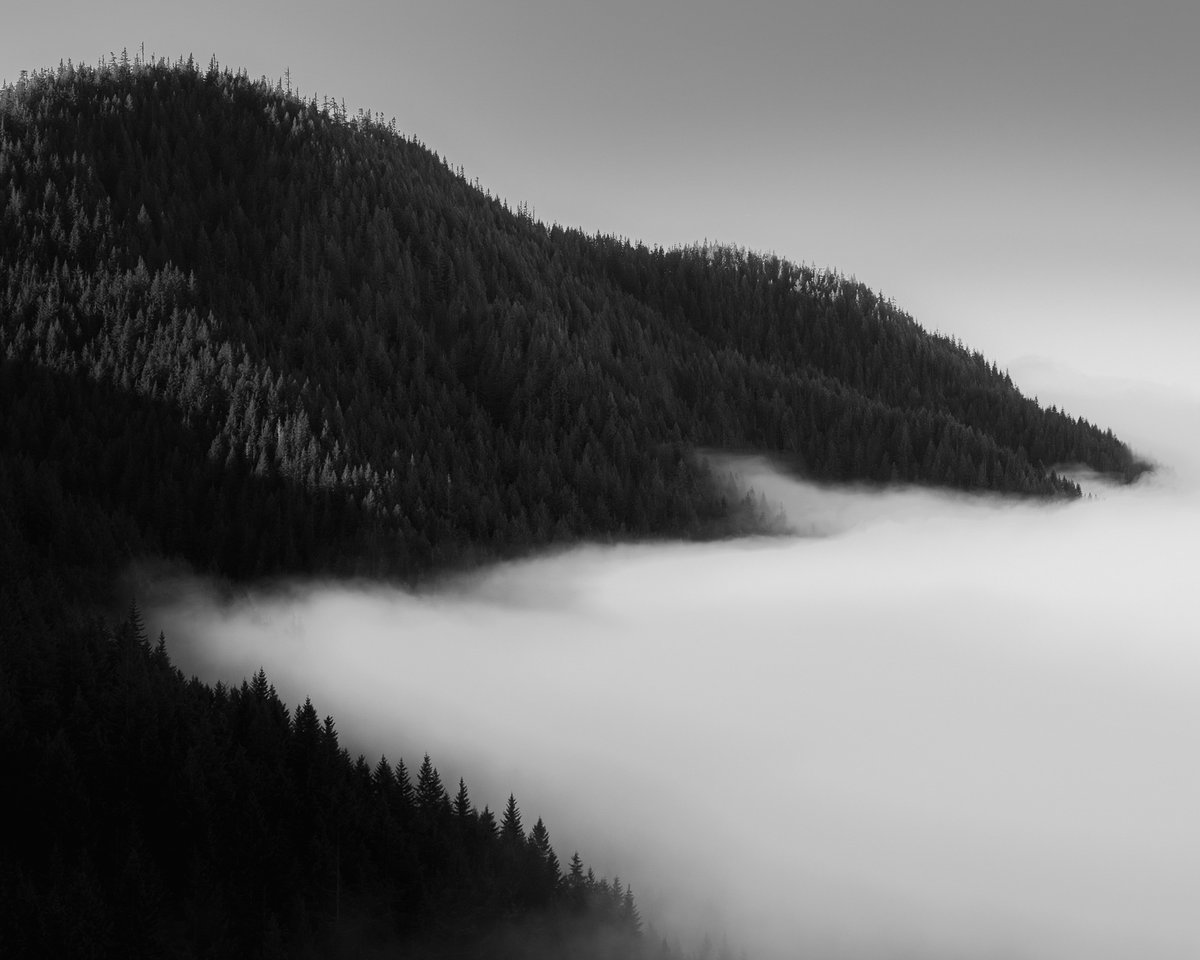 SteveBisig's tweet photo. Fog gathered slowly beneath the ridges on the Olympic Peninsula while the forest stayed suspended above it.

New on the blog:
“At the Edge of Stillness, Olympic Peninsula, Washington”

https://t.co/cohpxUVg5v https://t.co/eX0huhI45q