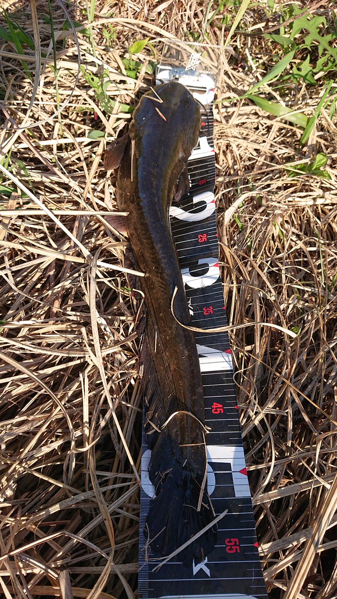 KazuyoshiTagami's tweet photo. Today's results [K creek]
2 catfish (55cm/50cm)
2 snakehead (55cm/50cm)
Lure: Smith Catapy II
#catfish
#snakehead  
#ナマズ
#ライギョ https://t.co/ihNc7fUCR5