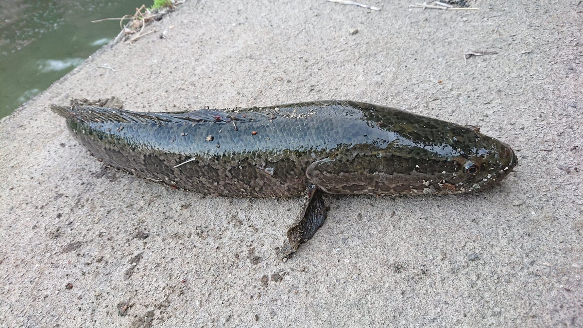 KazuyoshiTagami's tweet photo. Today's results [K creek]
2 catfish (55cm/50cm)
2 snakehead (55cm/50cm)
Lure: Smith Catapy II
#catfish
#snakehead  
#ナマズ
#ライギョ https://t.co/ihNc7fUCR5