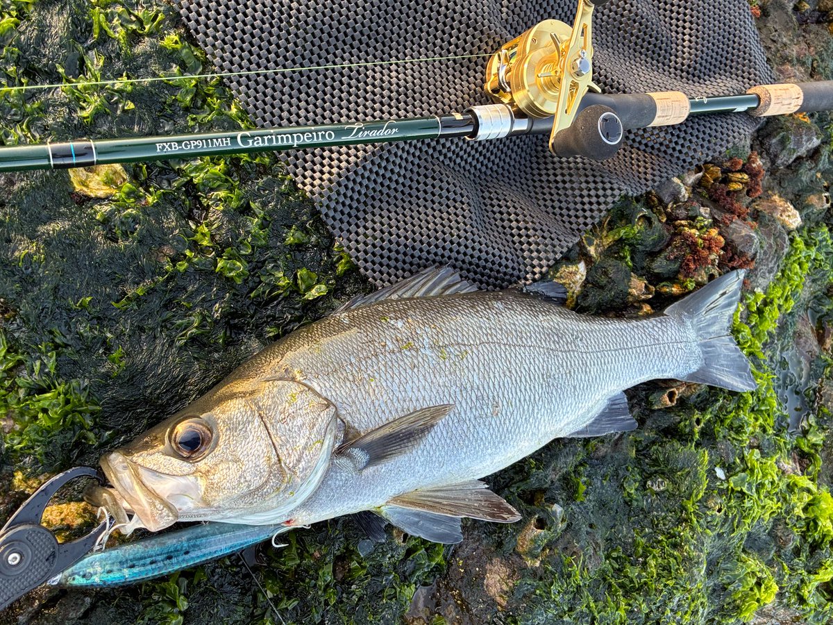 やっと今シーズン最初の磯ヒラ😅 GW荒れて全然入れなかったからねぇ