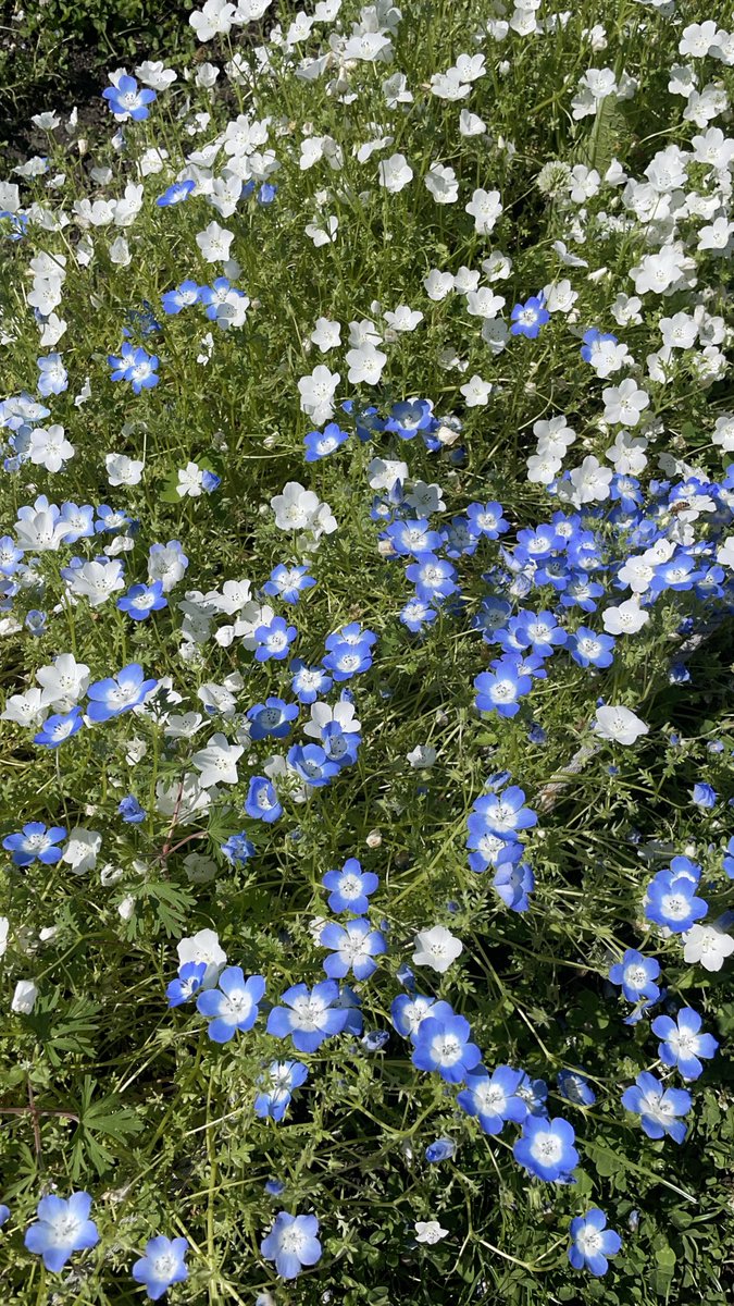 aik112aaa's tweet photo. あたたかな🫶心🫶こそが、

人々👥が求めているものなのだ。⭐️

写真は、

ネモフィラとわかんにゃいお花🥹 https://t.co/ViH1SJ2iWU