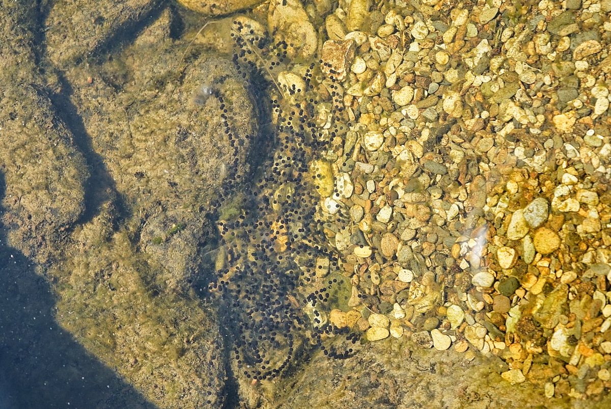 csmaff's tweet photo. Spotted what I think are toad eggs today in a mountain stream. Let me know if I’m wrong and you know what they are! https://t.co/vfPu2tOQeV