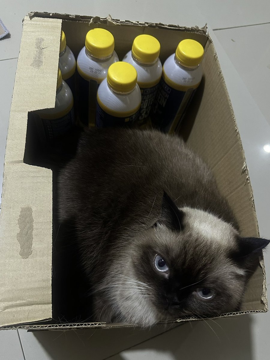 ของเล่นมีไม่เล่น ชอบแต่ลัง