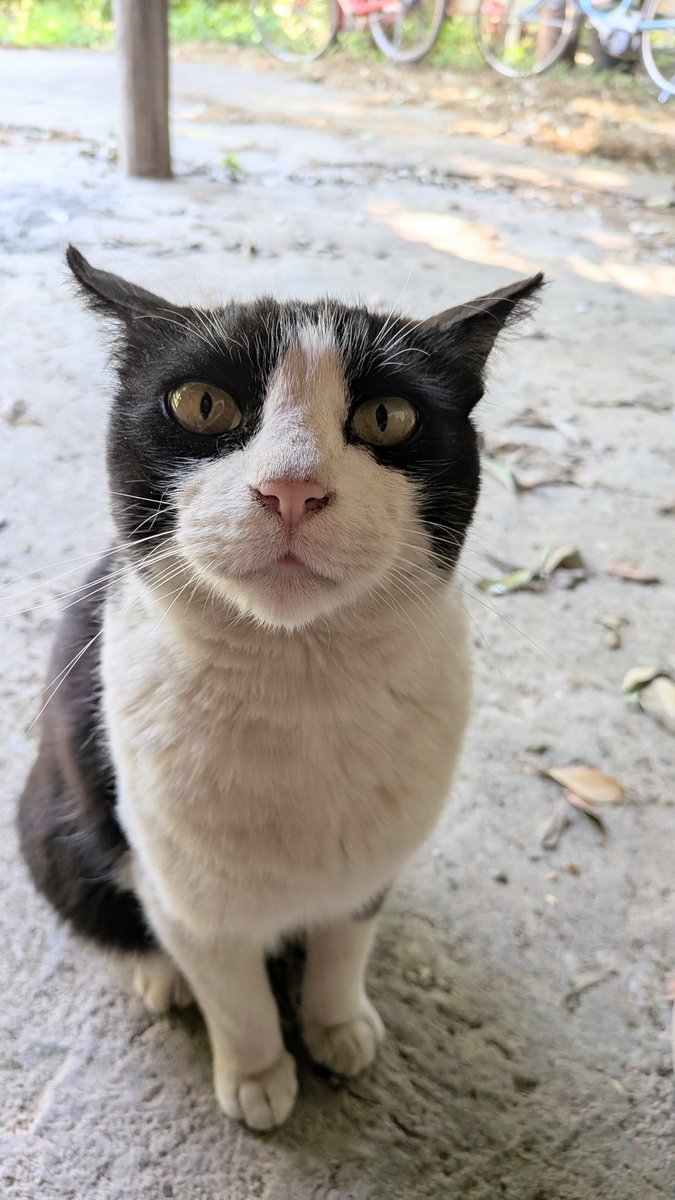 miico_7's tweet photo. 一瞬降りた隙にりゅうくんにお膝をとられて何か言いたげなたいくん🐈️ https://t.co/imO0WjnaaY