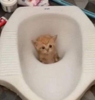 빈찌ᵇᵇᵘ 。。 tweet media