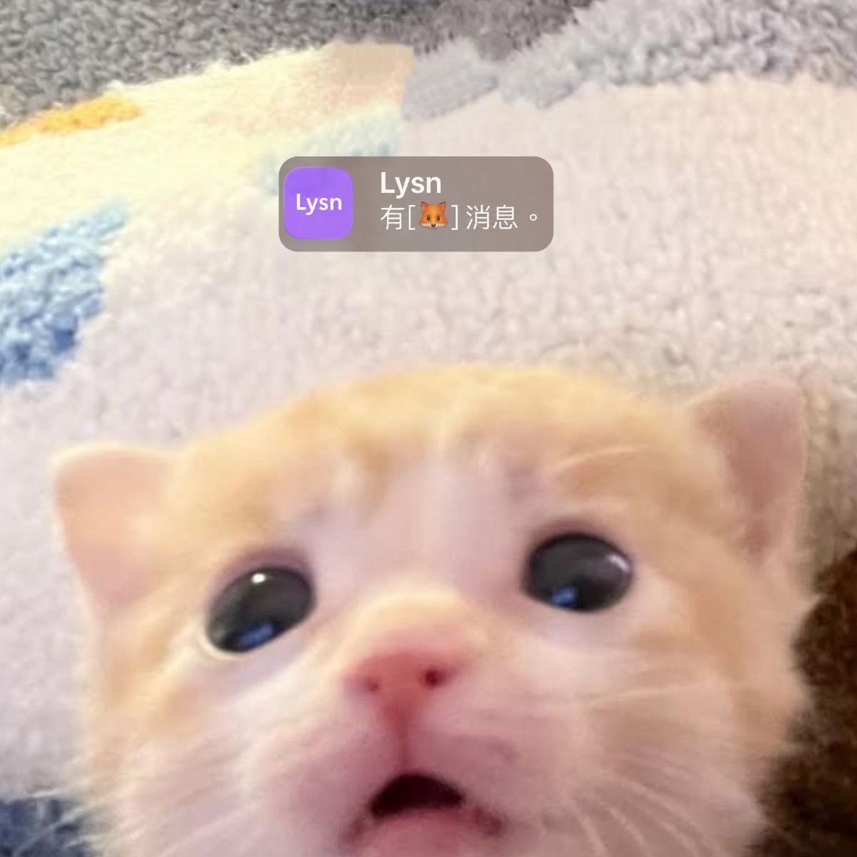 Little meow meow sharing little daily moments every day 🥺

So healing, so comforting… CUT E RENJUN EVER ㅜㅜㅜㅜㅜ
