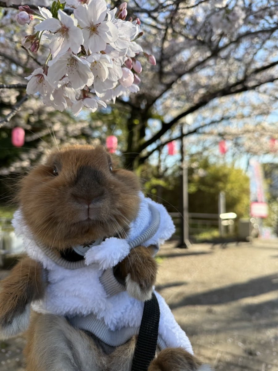 puichan10ynd's tweet photo. うちの子ビーバーなのかもしれない https://t.co/NquUPwMkFp