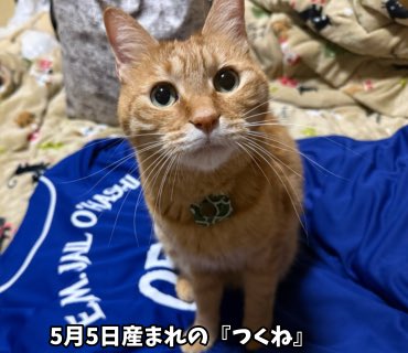 Puchio09's tweet photo. 今日は横浜で聖飢魔IIミサに参加して来ました🤟
帰り話し掛けてくれた、ご夫婦信者様有難う💕
次は8月の宇都宮🥟
ジェイル代官様のベイスボールシャツを購入し、うちの『つくね』に見せたら同じ誕生日なのを気付いたのか、上にお座りしてしまいました😅(笑)
猫さんサイズじゃなくて残念だね…つくね🐈 https://t.co/nxlKO4UWSb