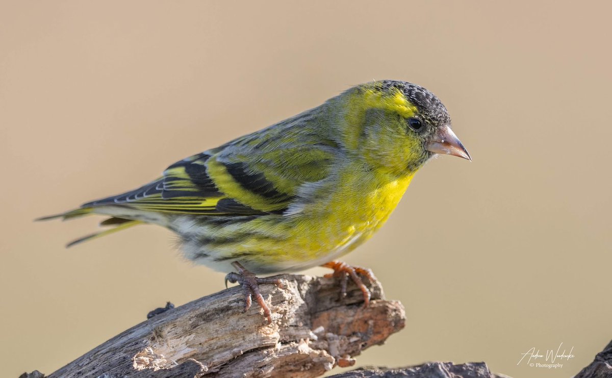 AsWimaging's tweet photo. Siskin https://t.co/gTbAmmeea3