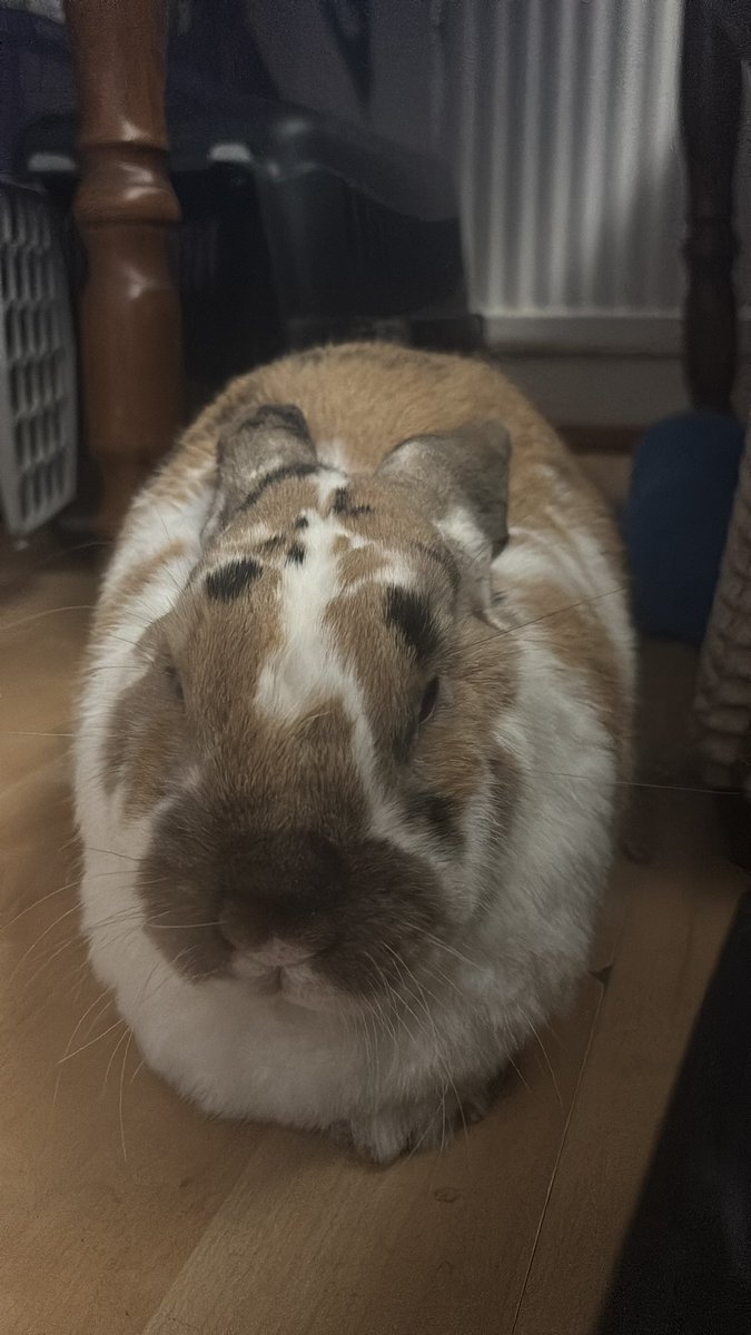 robyn 👱🏻‍♀️& paddy 🐰 tweet media