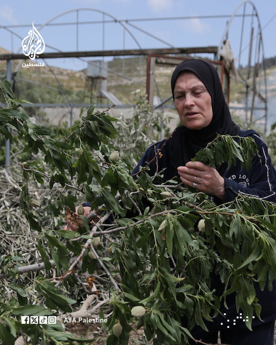 الجزيرة فلسطين tweet media