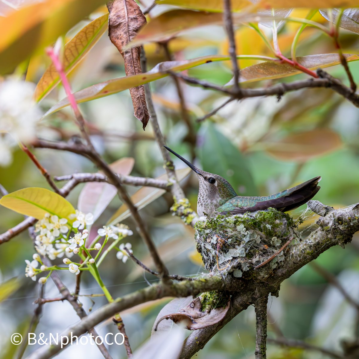 Gallows_X's tweet photo. When the hummingbird decides it'll pose for you and make your photo easy. #hummingbird #wildlifephotography #bird #nature #BNphotoCO https://t.co/pohM4wdRKG
