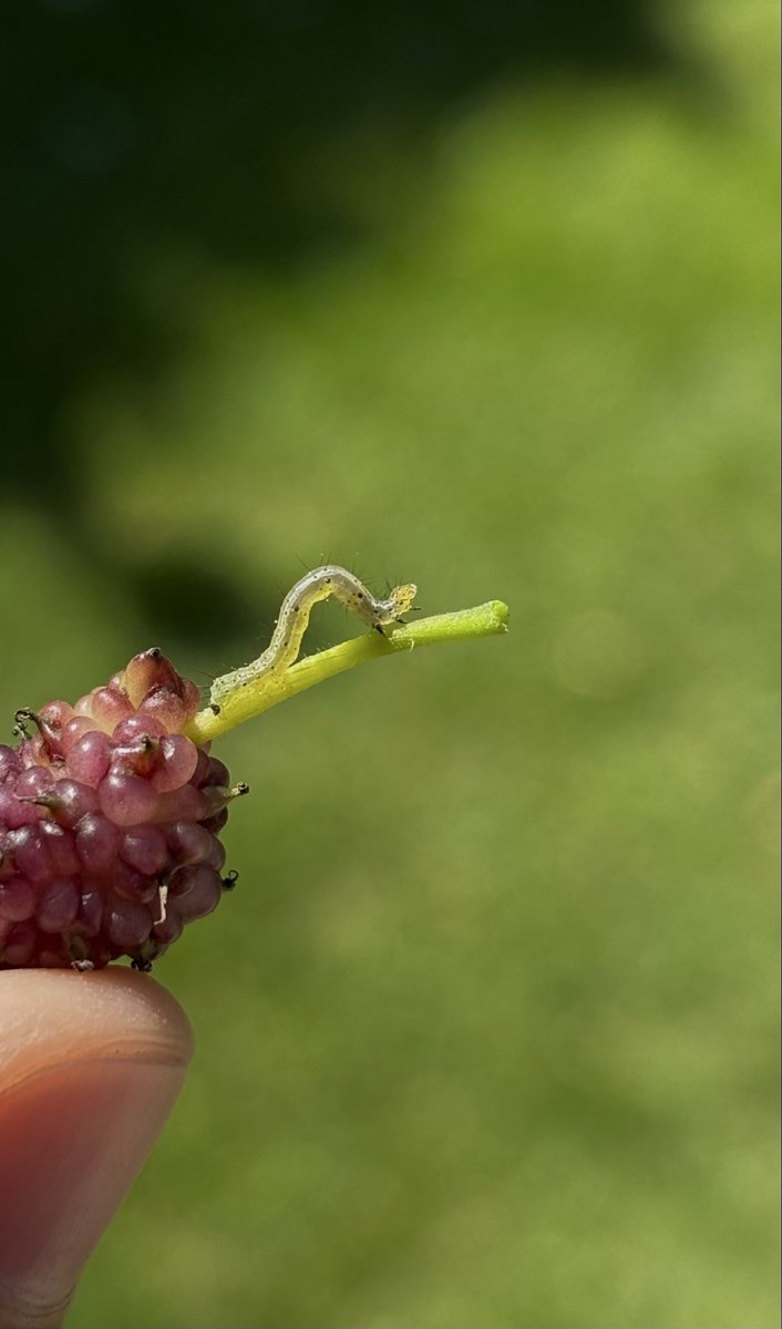 meet my friend that I almost ate