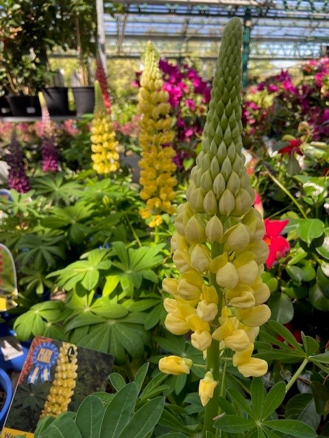 Pasquesis's tweet image. Spring has sprung... Gorgeous hanging baskets &amp;amp; mixed containers arrive in our greenhouse... you have to see them to believe... lush begonias, lupines, large New Guinea impatiens and so much more. Hurry in! pasquesi.com/our-plants-2/a… #flowers #gardening #Pasquesi