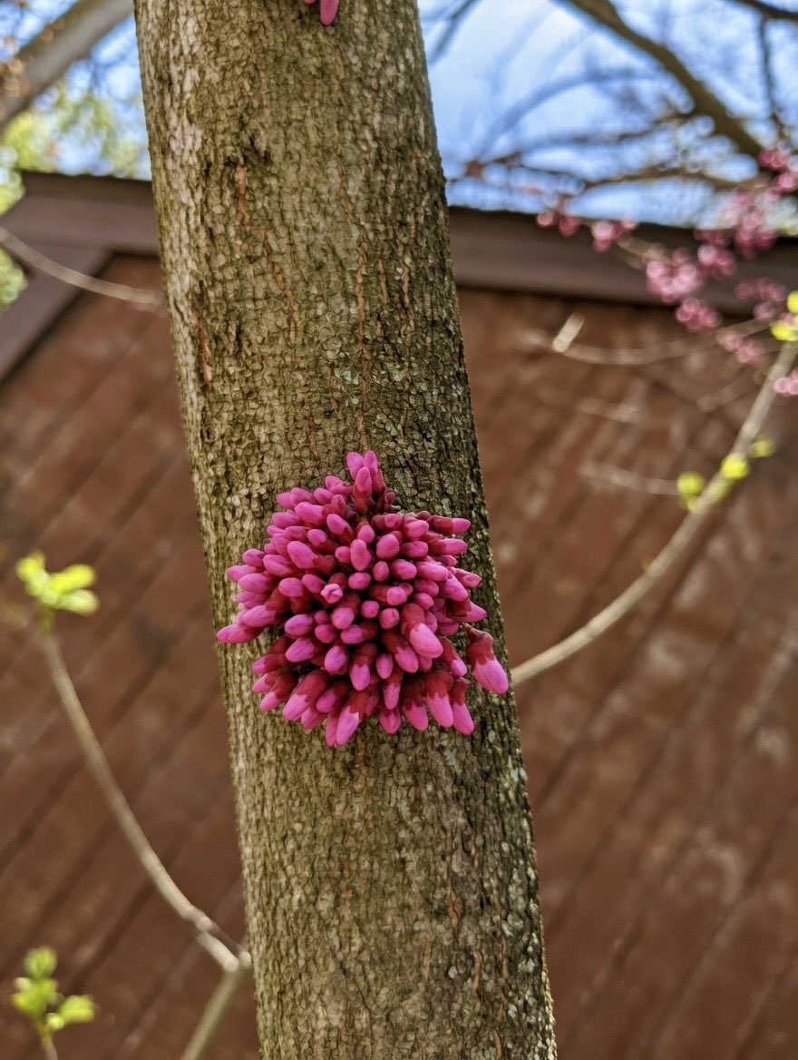asbasra's tweet photo. Beautiful example of cauliflory on Eastern Redbud (Cercis canadensis). These vibrant magenta flower buds are emerging directly from the trunk and older branches — a fascinating botanical adaptation that allows the tree to attract early-spring pollinators before the leaves unfurl. https://t.co/ErnbGSKQY2