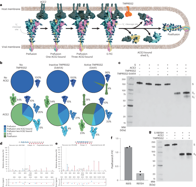 NatureStructMolBiol tweet media